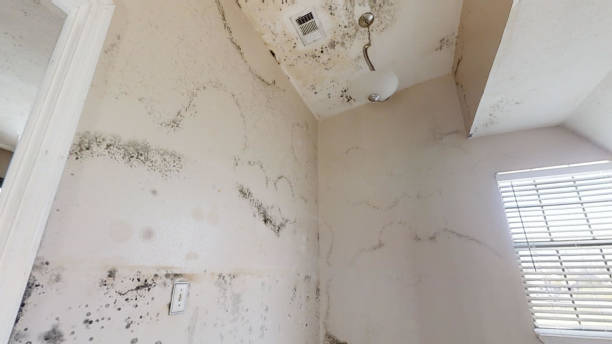 Best Asbestos and Lead Testing During Mold Inspection  in Rossville, GA