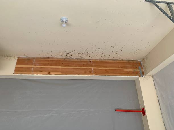 Trusted Rossville, GA Mold Removal Experts