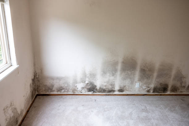 Best Post-Construction Mold Inspection  in Rossville, GA