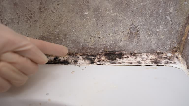 Best Mold Remediation for Healthcare Facilities  in Rossville, GA